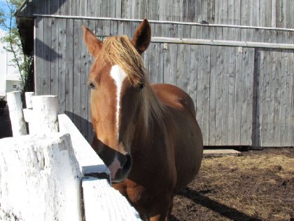 Un cheval de mon écurie