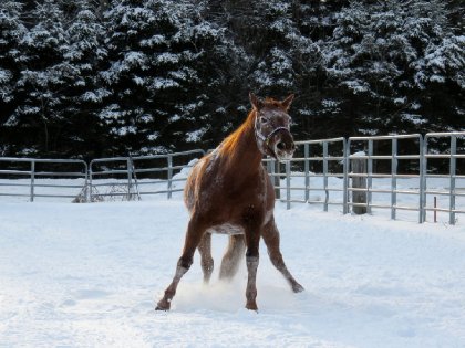 Ma jument est soudainement appaloosa !:O