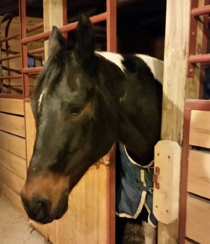Cheval qui sort la tête du box
