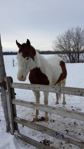 Gros poney!
