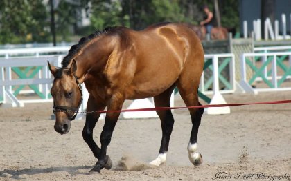 Chex Hollywood Style, Étalon Quarter Horse 