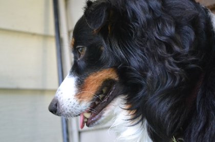 Mon chien Mai