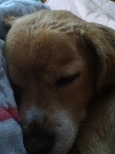 Moi chien qui dort