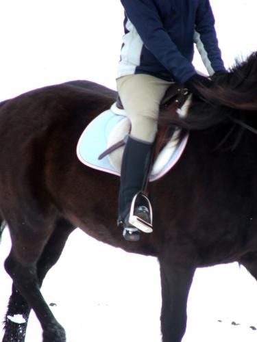 Flicka et moi, c'est une jument candienne. D&eacute;sol&eacute; j'attend les...