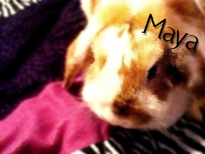 Ma lapine Maya