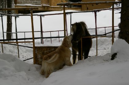 Bouh qui fait la rencontre d'un très gros chien! haha :P Elles...