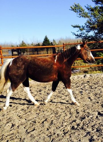 Ponette de course, la jument d'une vie <3