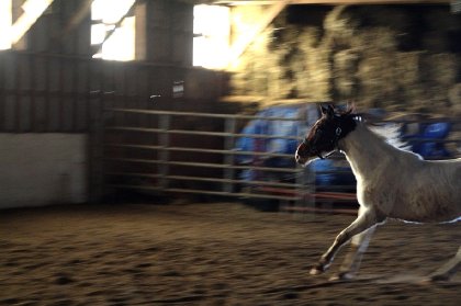 Galop