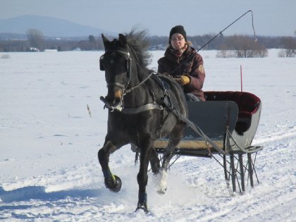 Avec mon poney Northern Bandit