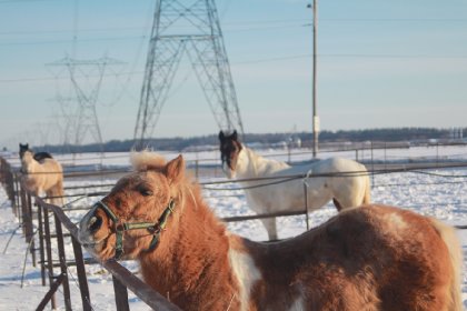 Drôle de poney !