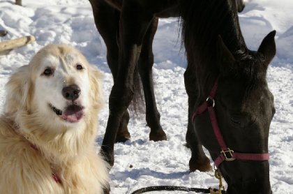 Bonne fête Dora! Déjà 10 ans aujourd'hui! :) Photo d'aujourd'hui...