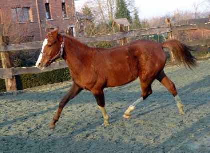 photo par Myhorsez