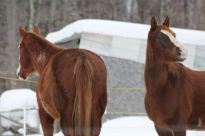 Maman et fille <3 Topaze et Cristal ! avouez quelle sont belle...