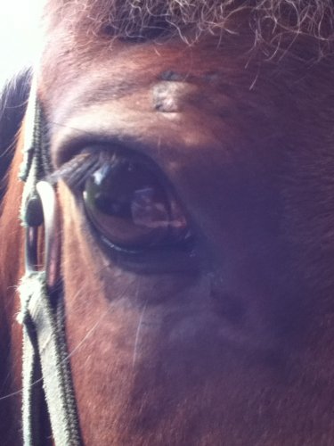 Lil de mon poney *.*