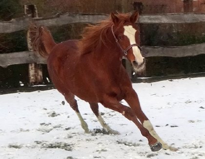 photo par Myhorsez