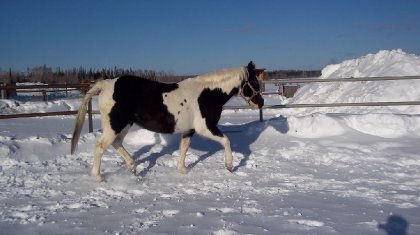 bee au trot dans le ring