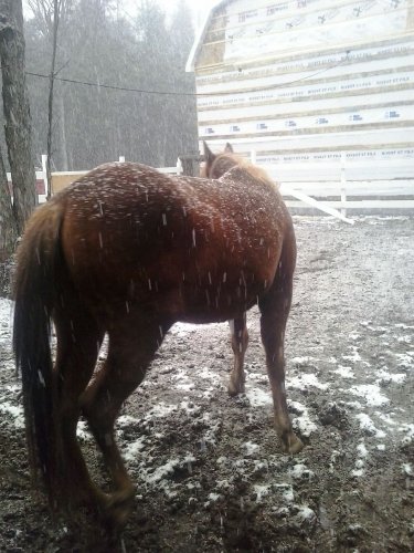 Fenix qui est heureux de voir la neige tomber :P