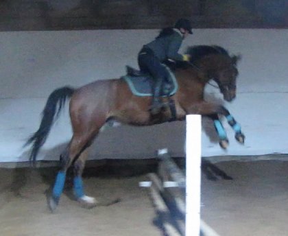 Troisième séance à l'obstacle pour mon petit monstre! Je crois...