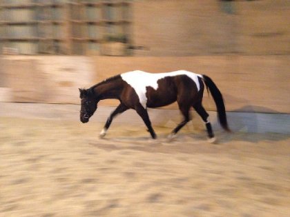 Et hop! Au trot!