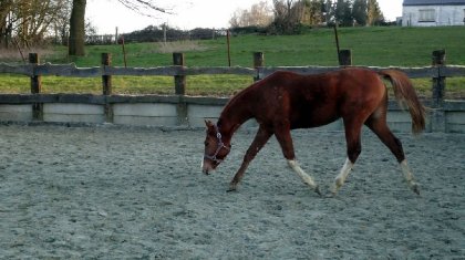 photo par Myhorsez