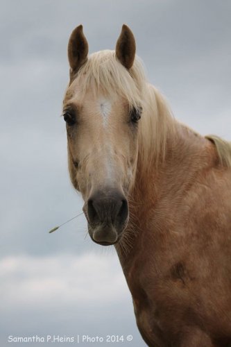 Jappeloup que j'ai eu l'honneur de photographier. :) Cheval...