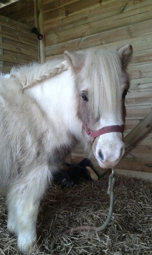 tresse d'étalon 