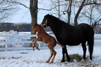 Sugar Candy, pouliche de 5 jours! Canadien x QH