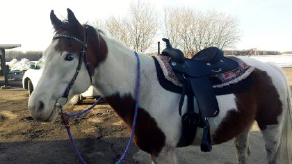 Mon beau gros poney