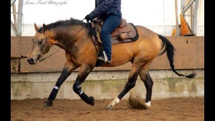 Chex Hollywood Style, Étalon Quarter Horse Buckskin Sooty