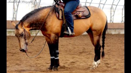 Chex Hollywood Style, Étalon Quarter Horse Buckskin Sooty