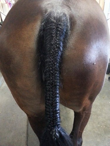 Tresse de queue hunter