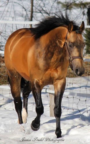 Chex Hollywood Style, Étalon Quarter Horse 