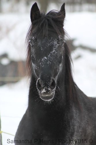 Zepplin.  Arabe x Canadien. Photo de moi !