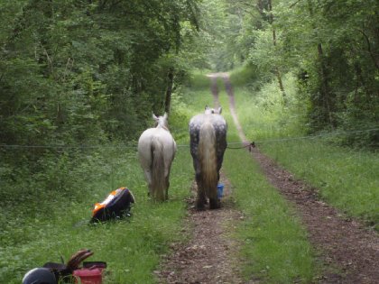 la jument Barbe et le Percheron ,ne sont il pas beau les deux...