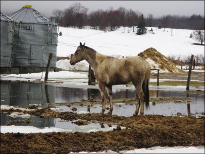 Cheval pâle -_- 