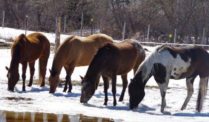 Mes chevaux