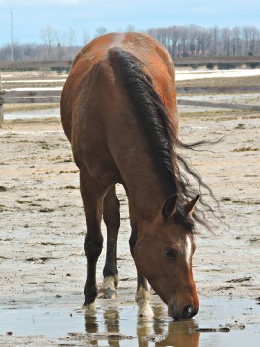 Legend of Whiz, QH de 4 ans, cheval d'une amie