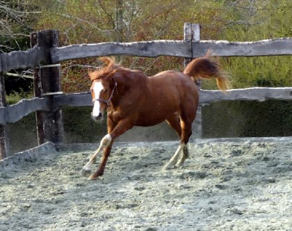 photo par Myhorsez
