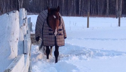 Alvaro Étalon Warmblood (fils de Aliano)