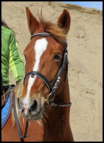 Ma jument Brazile, avril 2015. :)