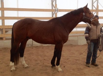 Alvaro, Étalon Warmblood par Aliano