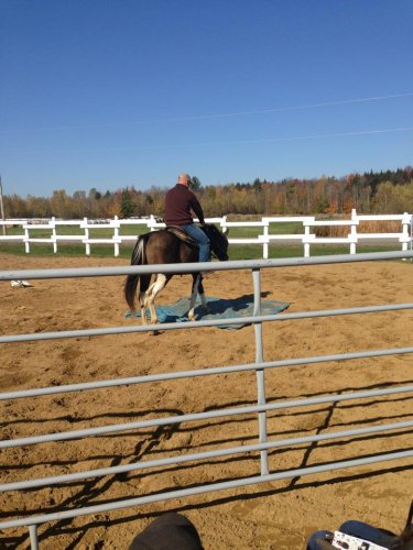 Clinique sur le débourrage aux écurie EquineEvolution