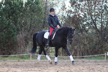 Patriot à ses débuts en dressage