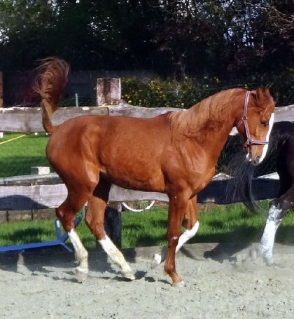 photo par Myhorsez