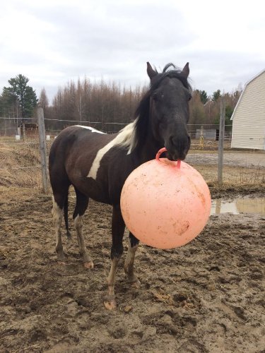 Mon poulain qui a decouvert cest quoi un gros ballon hihihi 