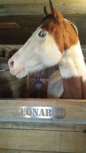 Le plus beau des poneys