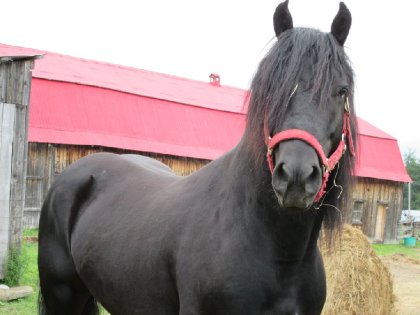 Soyons fiers du Cheval Canadien ! :-) 