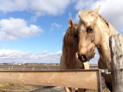 Je ne sais pas quoi dire quand je vois cette photo...chevaux...