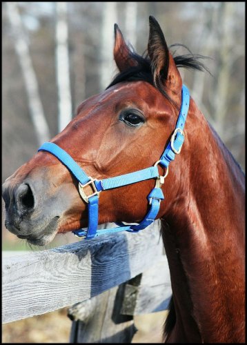 une jolie standardbred :) 