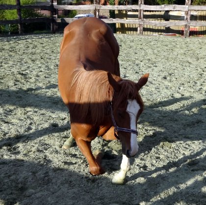 photo par Myhorsez